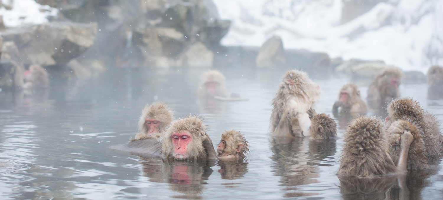 snowmonkey-img